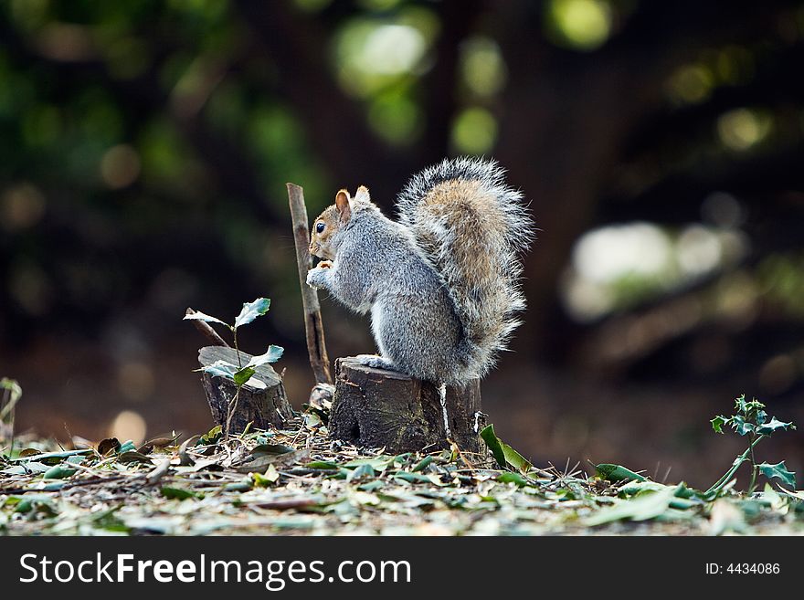 Squirrel on the root eating nut. Squirrel on the root eating nut