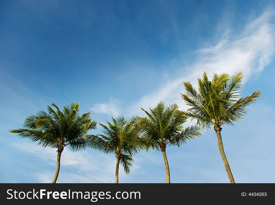 Four palm trees in the wind against the blue sky with wispy clouds at sunset. Four palm trees in the wind against the blue sky with wispy clouds at sunset