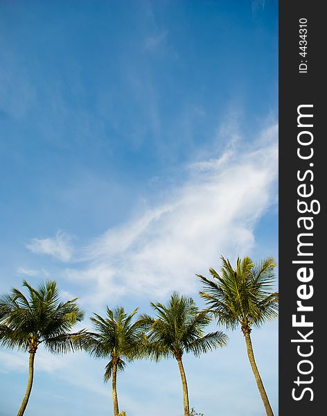 Four palm trees in the wind against the blue sky with wispy clouds at sunset. Four palm trees in the wind against the blue sky with wispy clouds at sunset