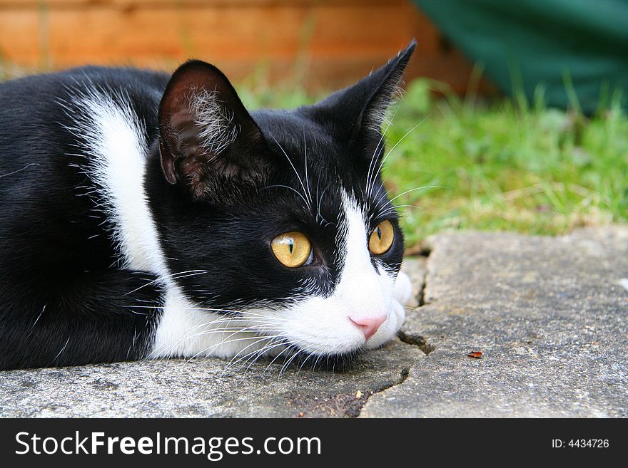 Oscar the cat lounging on the paving outside looking cute