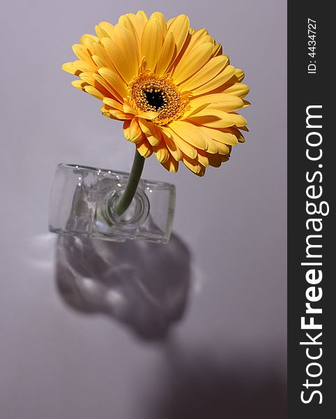 Floral concept with gerbera daisy and shadow