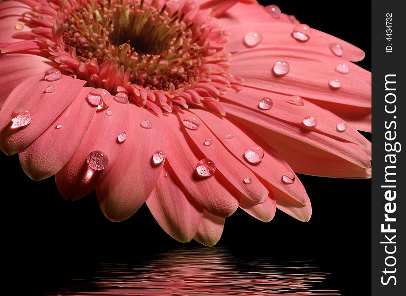 Pink gerbera daisy with reflection