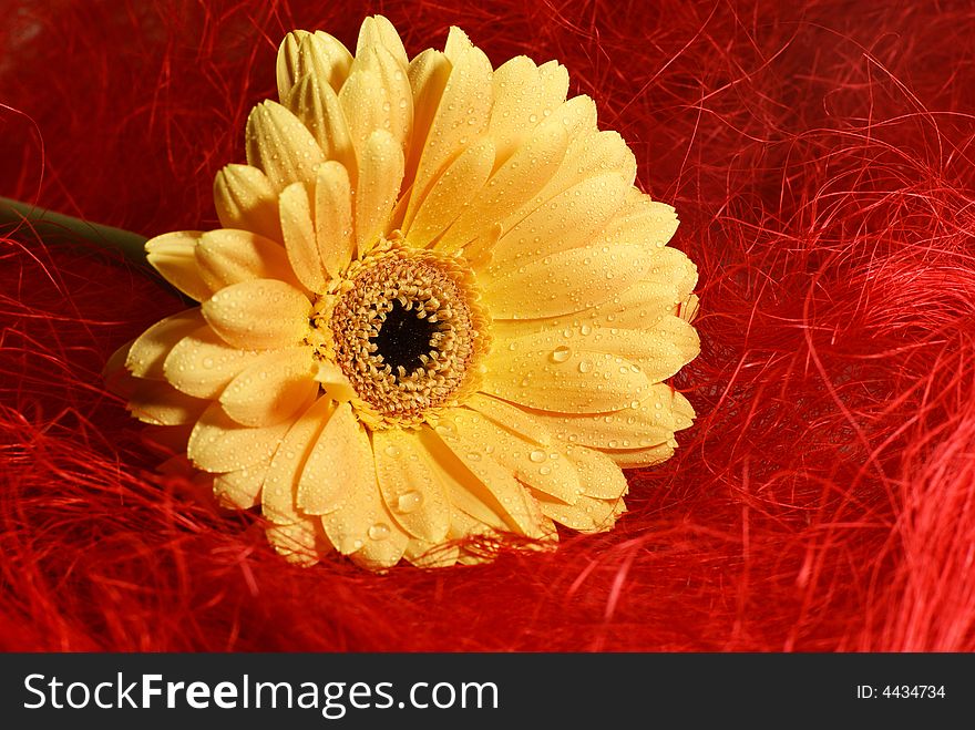 Yellow gerbera daisy with droplets