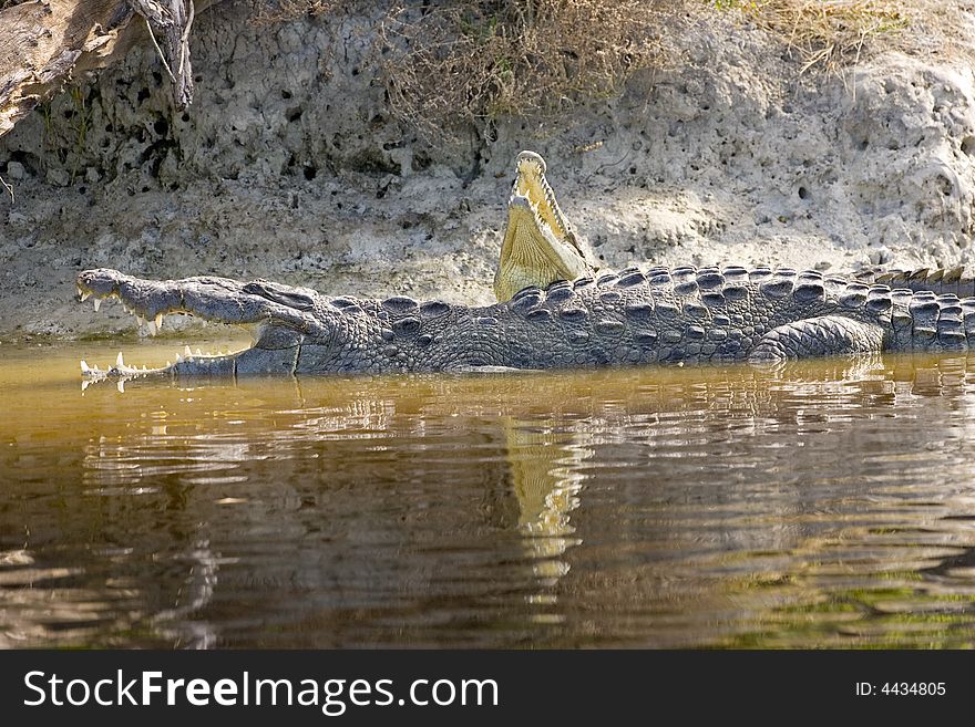A pair of American Crocodiles sunning on the banks of a canal