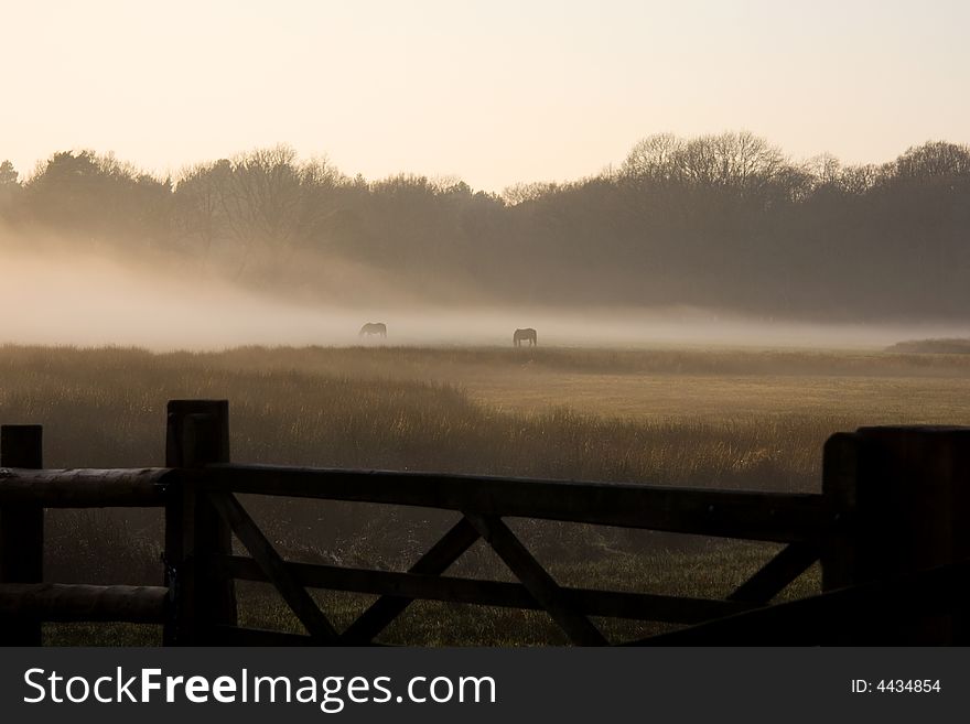 Horses feeding in a misty field at dusk. Horses feeding in a misty field at dusk.