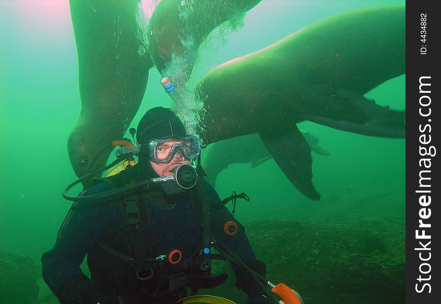 Diving with the wild California Sea Lions off Hornby Island in British Columbia. The Sea Lions are curious about our equipment and like to tug on the air hoses. Diving with the wild California Sea Lions off Hornby Island in British Columbia. The Sea Lions are curious about our equipment and like to tug on the air hoses.