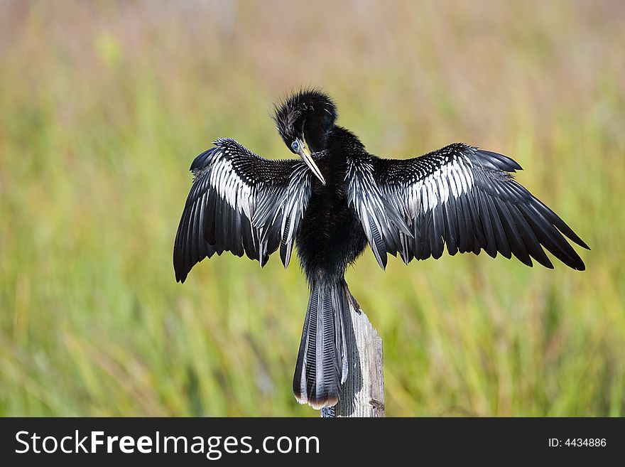 Anhinga preening on a post