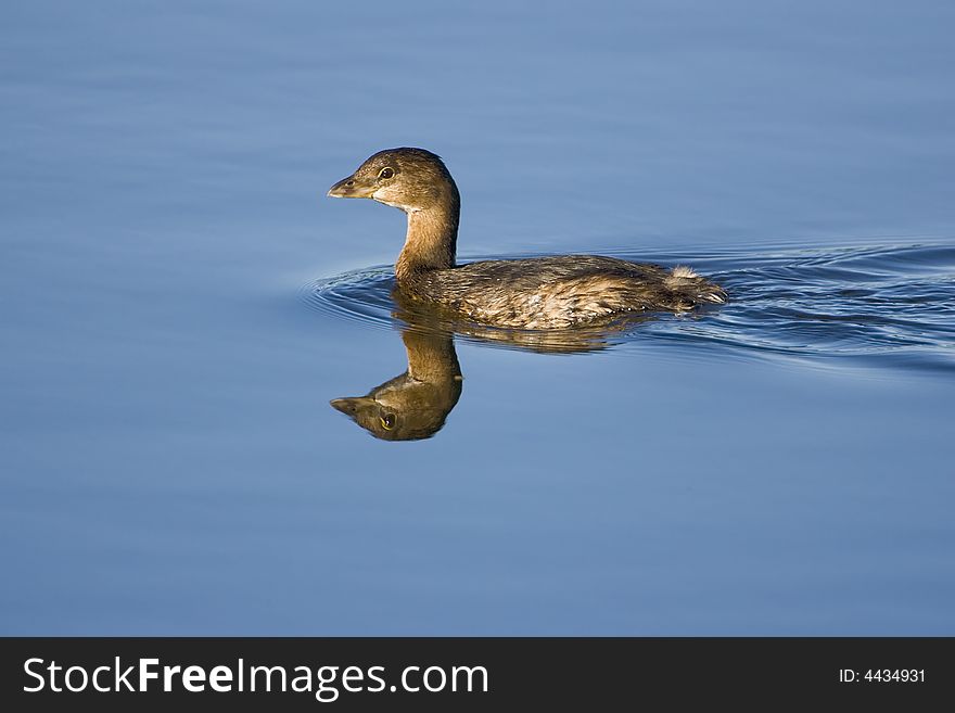 Immature Pied-billed Grebe swimming across the pond