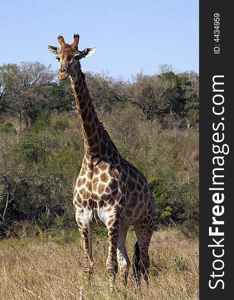 Giraffe, Kruger Park - South Africa