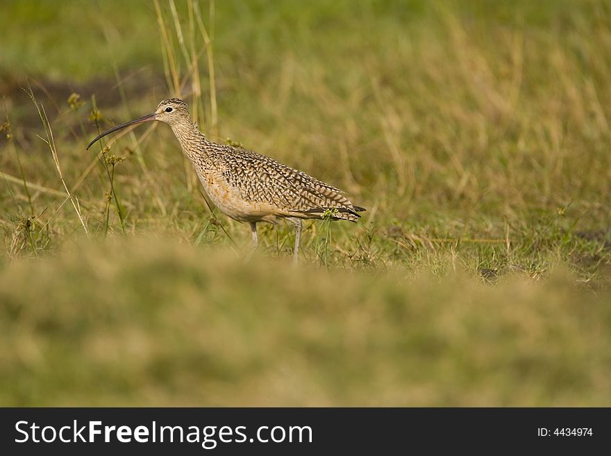 A Long-billed Curlew hunts in a field for a meal