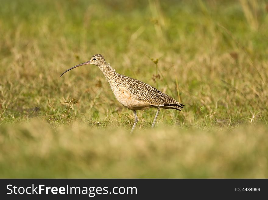 Long-billed Curlew Hunting A Field