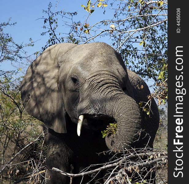 African Elephant grazing, Pilanesburg National Park, South Africa