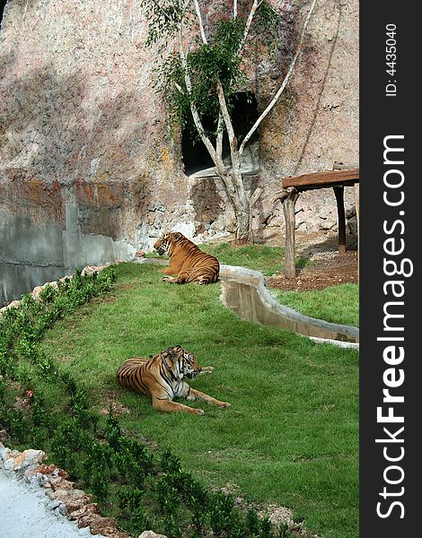 Two Thai tigers having a rest to a green lawn