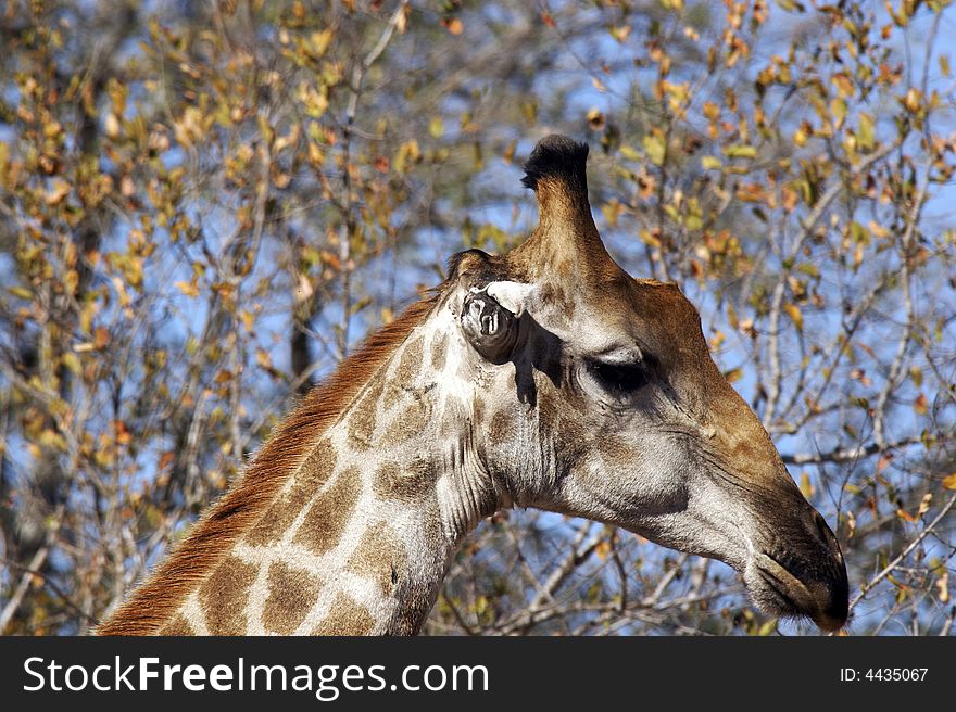 Giraffe, Kruger Park - South Africa. Giraffe, Kruger Park - South Africa