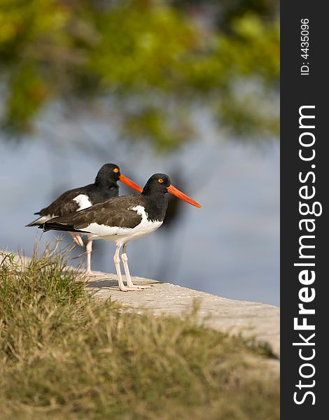 A Pair of American Oystercatchers sitting on a seawall