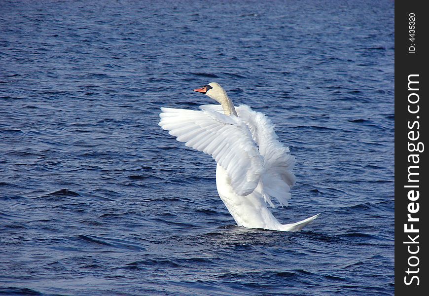 A beautiful swan in a clear blue lake