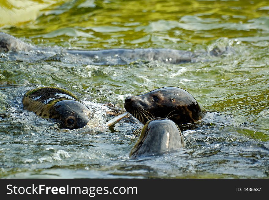 Seal play in seal house in  Poland