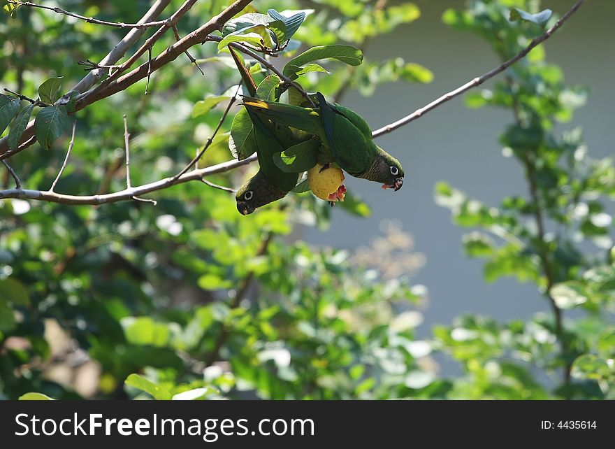 Two wild parrots eating fruit