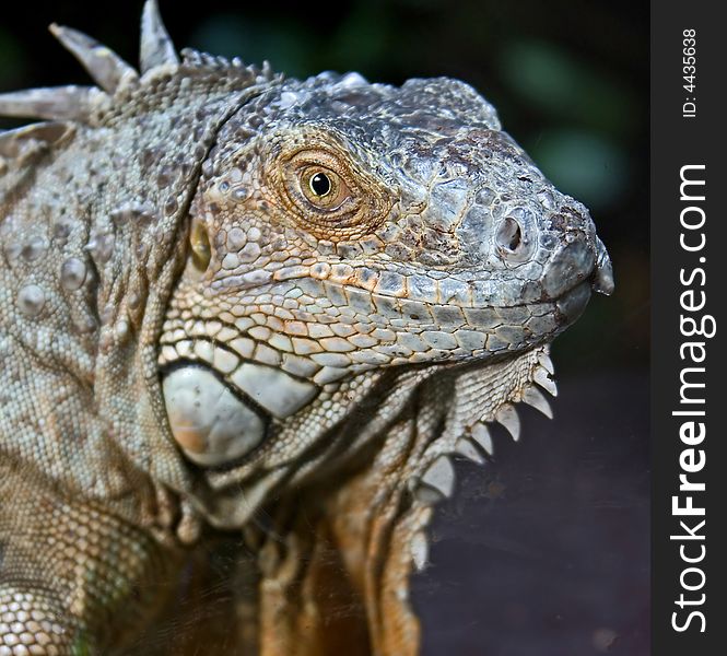 Close-up portrait of iguana. Close-up portrait of iguana