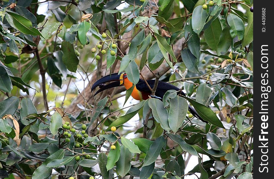 A wild toucan eating fruit