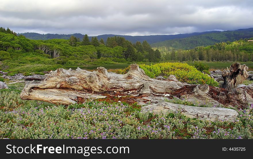 Patricks point in Northern California