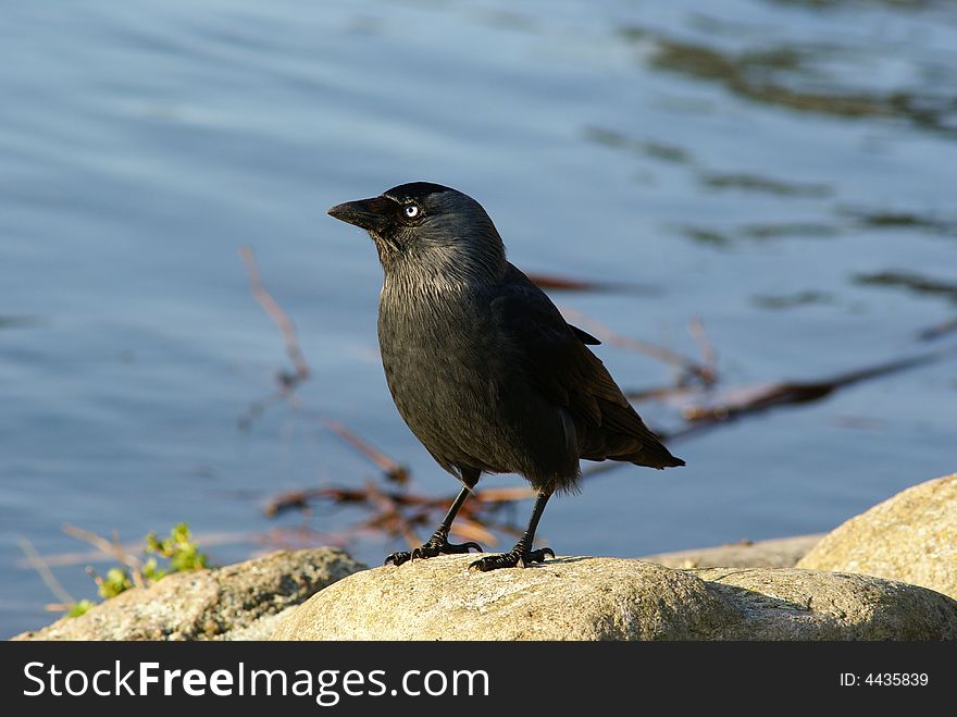 Black bird in the park looking for predators