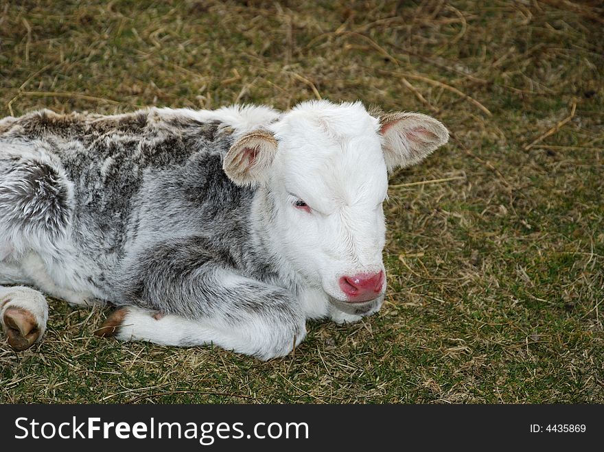 A baby cow on the farm land