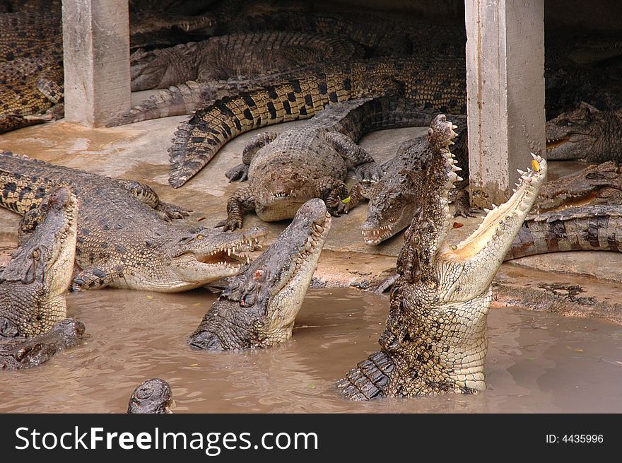 Hungry alligator in the water