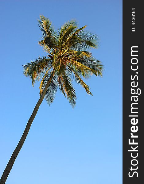 A tall coconut palm with a blue tropical sky. A tall coconut palm with a blue tropical sky.