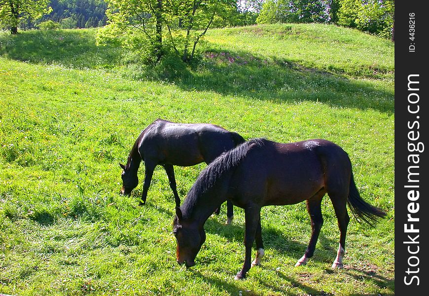 Two horses grazing in a field