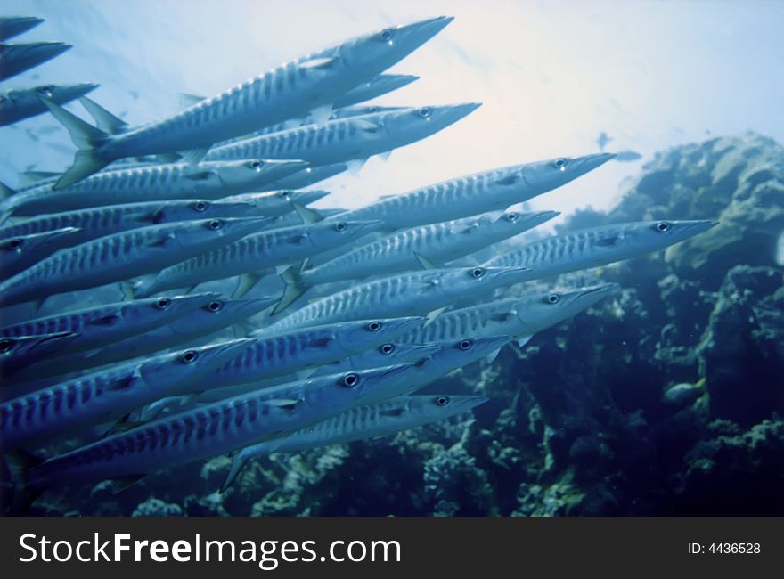 School of barracudas into Red Sea, Egypt