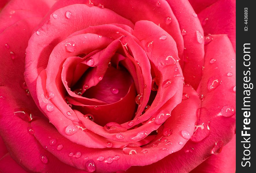 Pink rose with water drops, macro shot