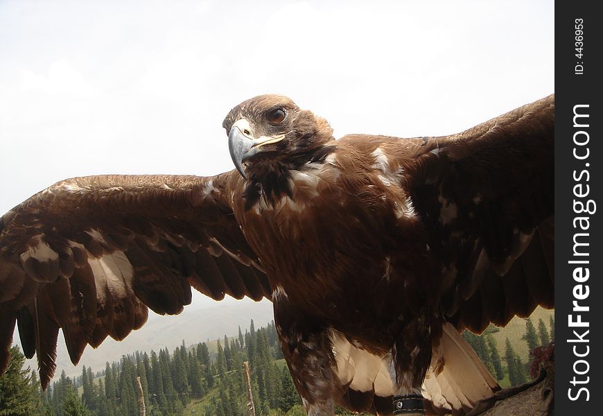 A mongolian eagle flying in the sky