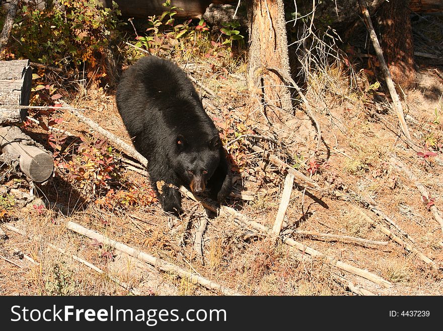 Black bear, Yellowstone N.P.,Wyoming, U.S.A. Black bear, Yellowstone N.P.,Wyoming, U.S.A