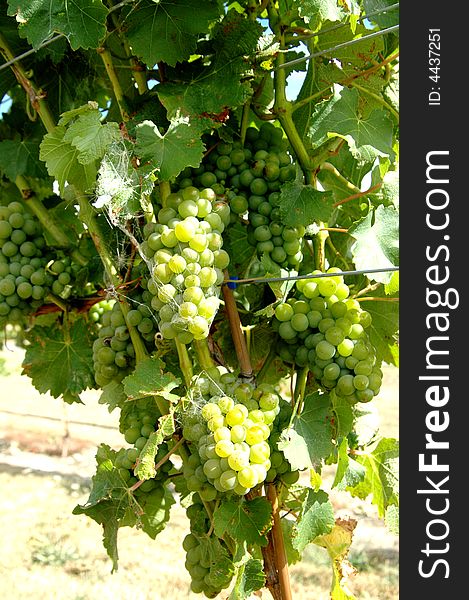 Bunches of green or white grapes on the vine in a vineyard