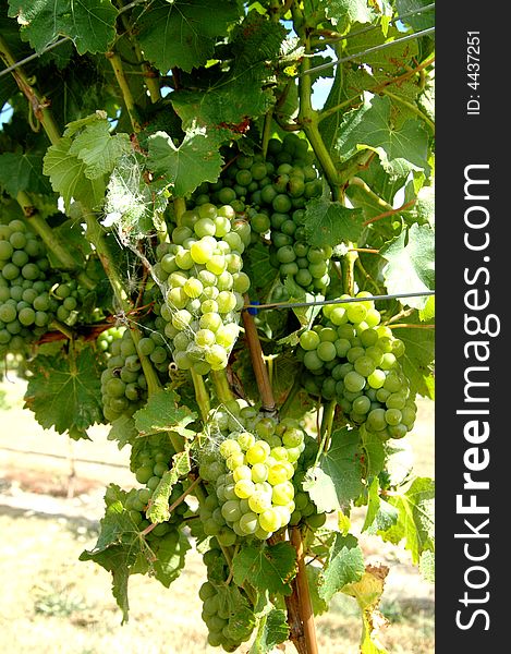 Green or white grapes on the vine