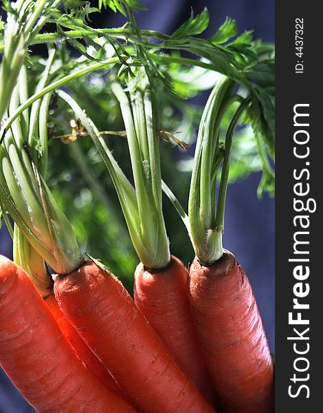 Bunch of fresh organic carrots with green stalks attached. Set against a neutral blue background. Bunch of fresh organic carrots with green stalks attached. Set against a neutral blue background
