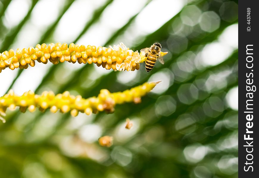 Bee Feeding On Palm Flower