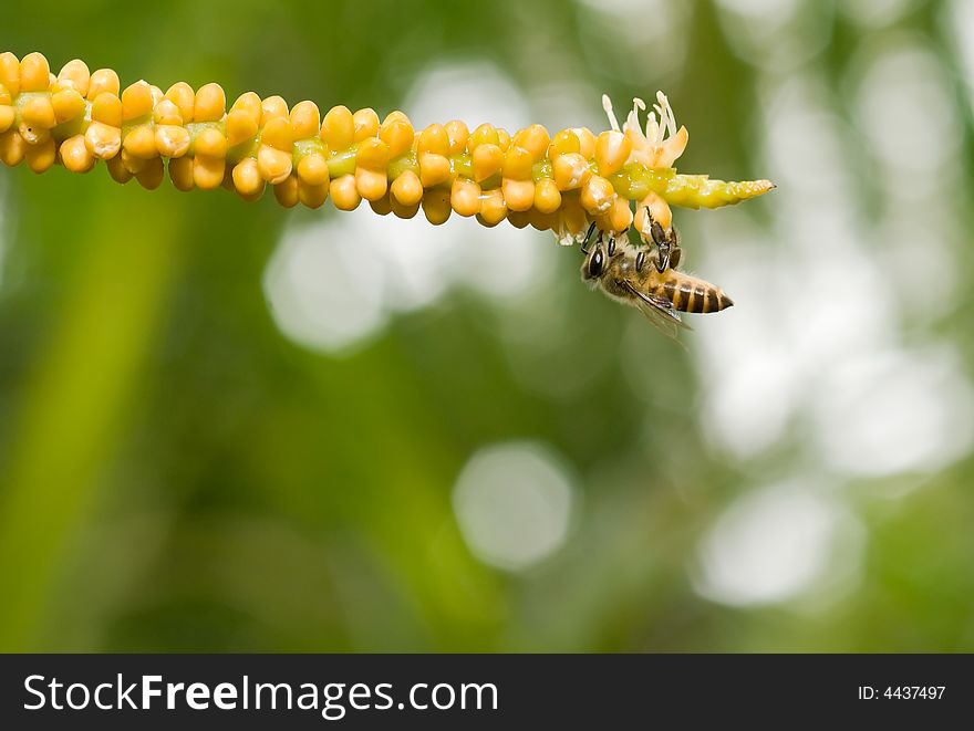 Bee foraging among the inflorescence of a palm flower. Bee foraging among the inflorescence of a palm flower