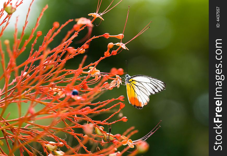 Painted Jezebel Butterfly on a complex inflorescence high in a tree