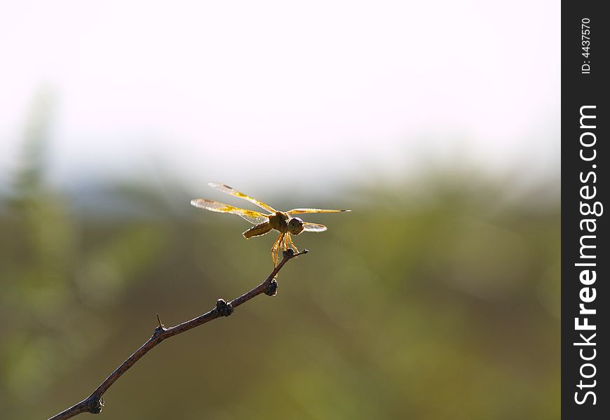 Dragonfly perched on a twig about to take to the air. Background is blurred by DOF. Dragonfly perched on a twig about to take to the air. Background is blurred by DOF