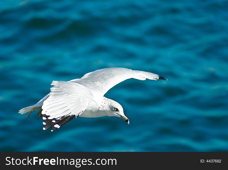 Seagull Gliding in the Air