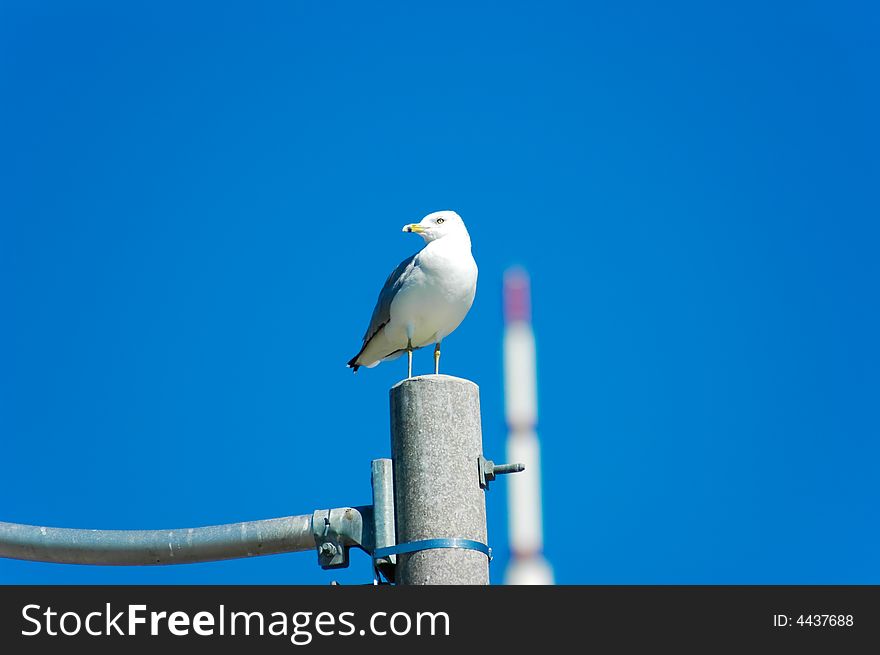 Seagull on the lookout while resting on top of a light post. Seagull on the lookout while resting on top of a light post