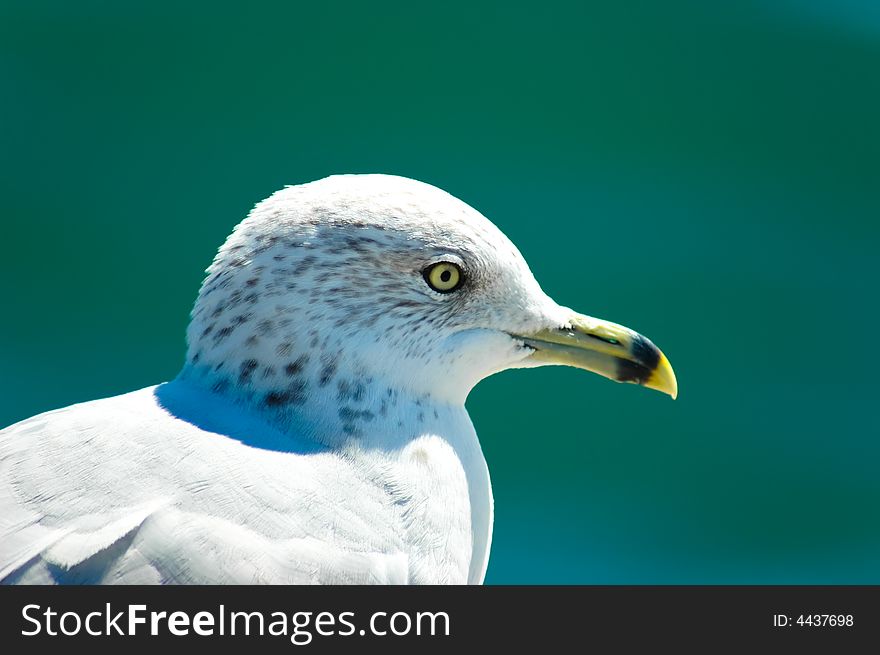 Beautiful seagull chilling on a sunny day. Beautiful seagull chilling on a sunny day