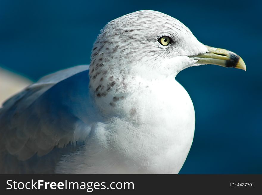 Seagull sitting at the harbour getting a sun tan. Seagull sitting at the harbour getting a sun tan