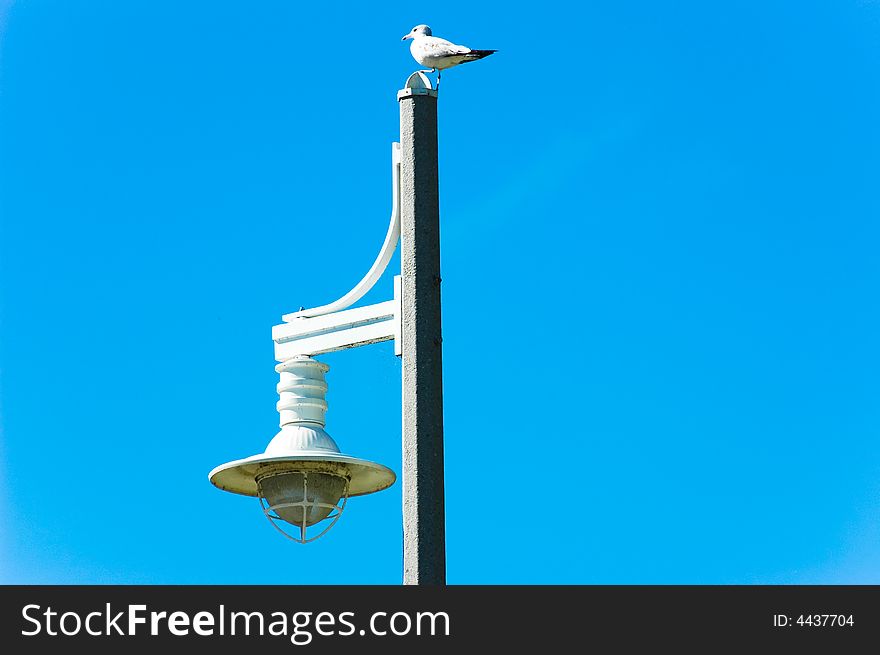 Seagull on the look while resting on top of a light post. Seagull on the look while resting on top of a light post