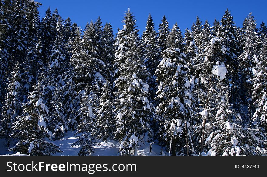 Forest covered in heavy snow, central Idaho. Forest covered in heavy snow, central Idaho