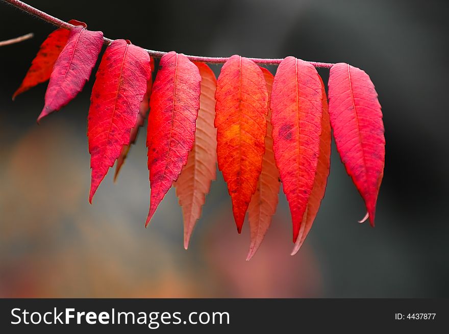 Weeping Leaves Of Autumn