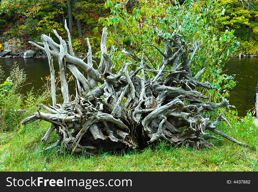 Dead tree roots beside the lake shore