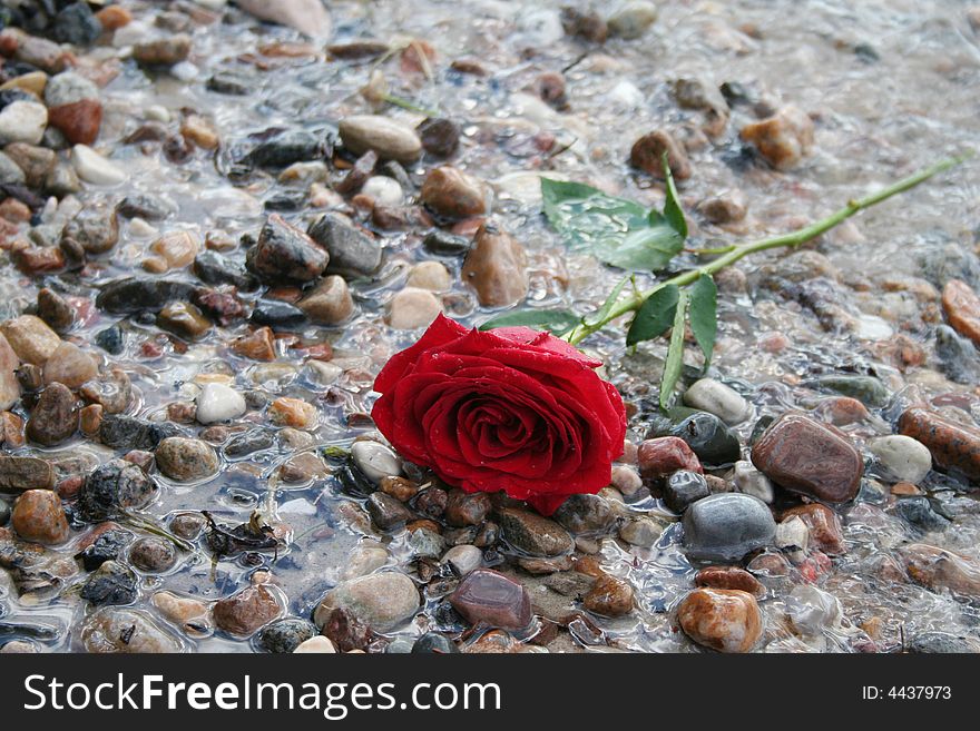 Single red rose laying on a beach shore. Single red rose laying on a beach shore